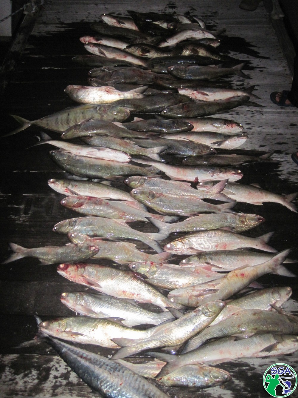 Deep Sea Fishingtrip ( Jigging only ) 26.09.2011