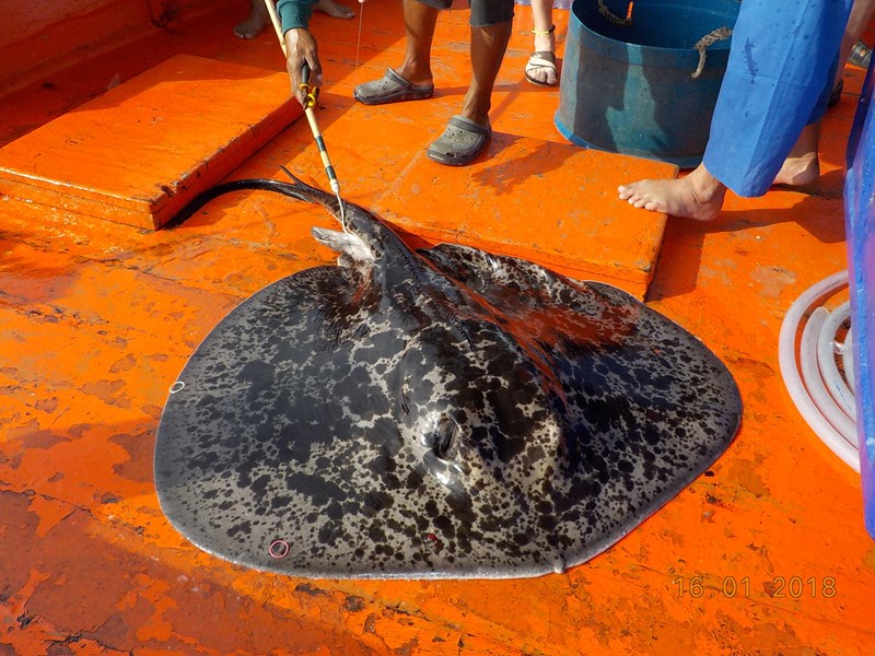 50+ kg Stingray