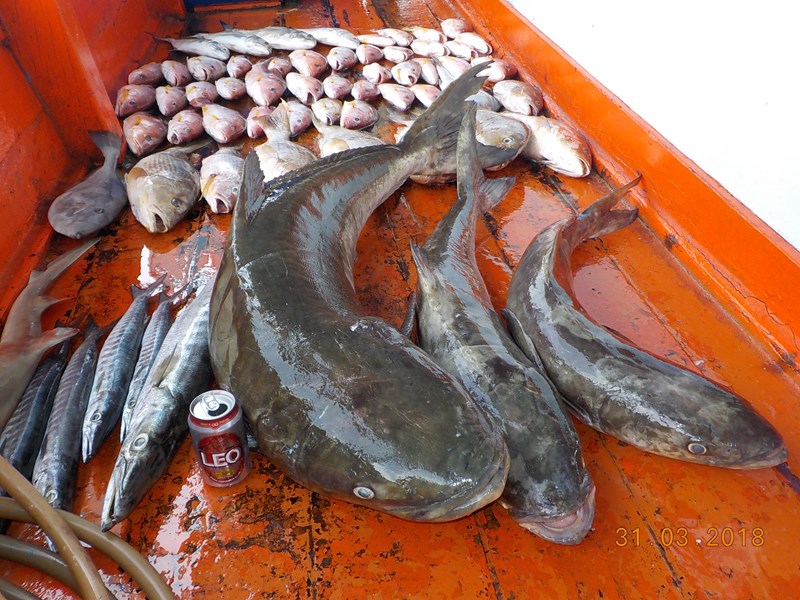 28 kg Cobia at night time fishing.